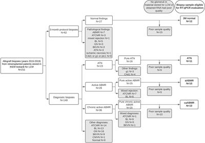 Chronic Active Antibody-Mediated Rejection Is Associated With the Upregulation of Interstitial But Not Glomerular Transcripts